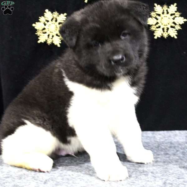 Cooper, Akita Puppy